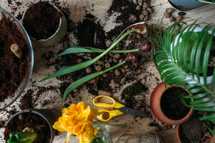 The concept of spring transplanting indoor plants at home.