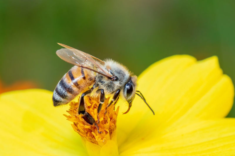 Close-up of bee pollinating on flower