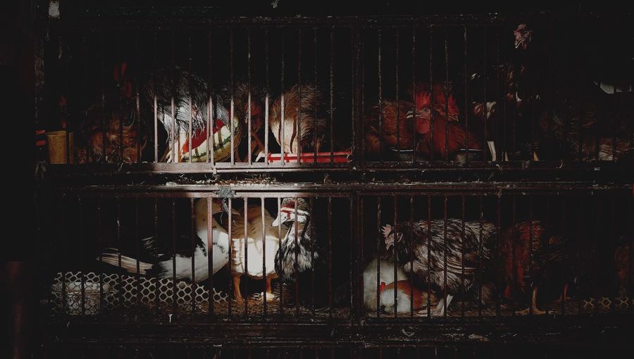 Domesticated birds in cage by night