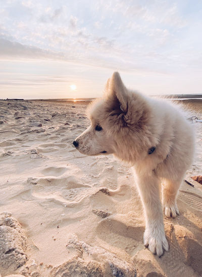 Samoyed puppy standing on a beach 