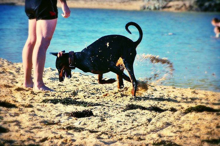Dog running on beach