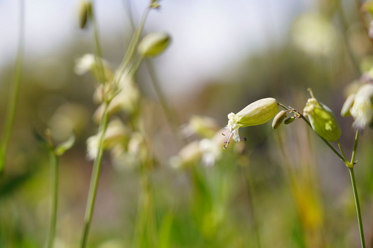 Close-up of flowering plant