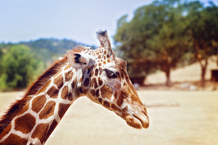 Close-up side view of a giraffe