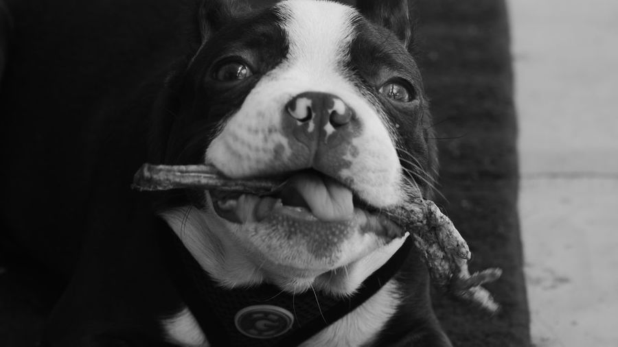 Close-up portrait of dog holding bone in mouth