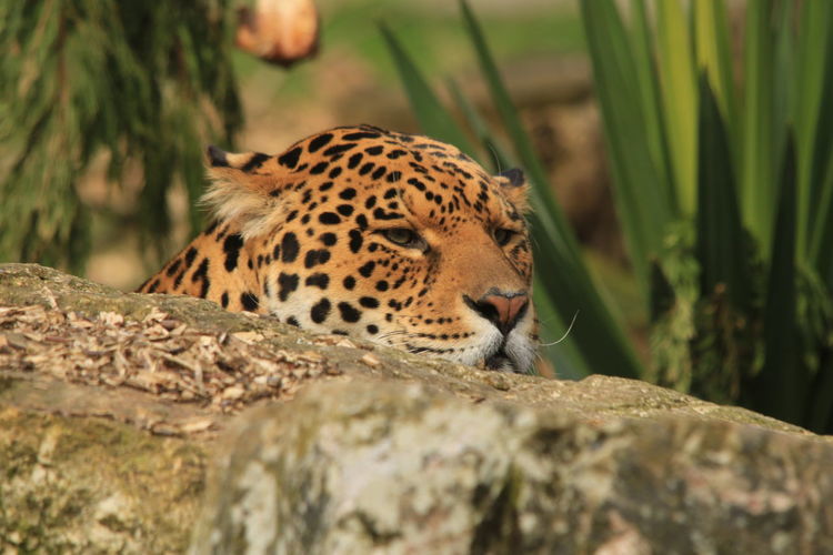 Alert jaguar resting behind rock at zoo