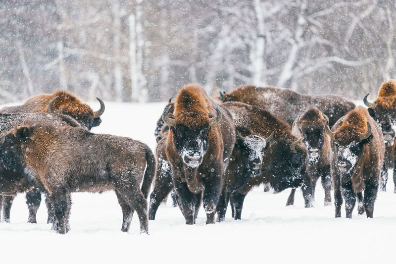 Wild bisons in winter. group of young bisons on snowy field.