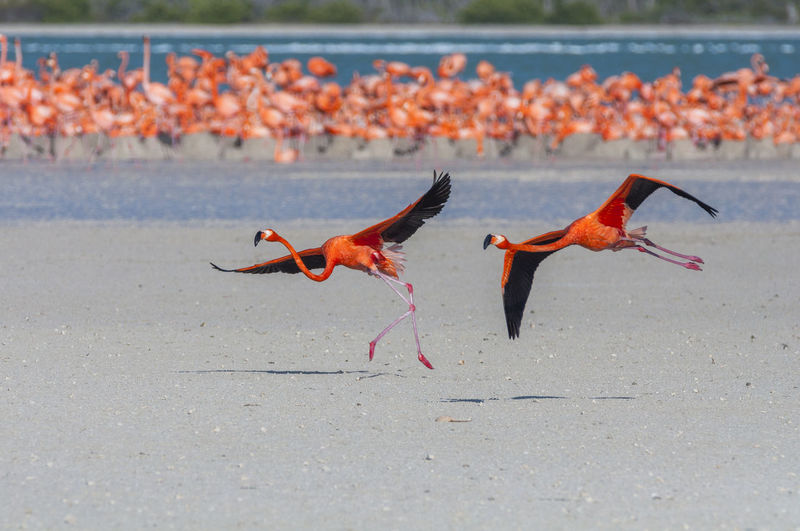 View of birds on shore
