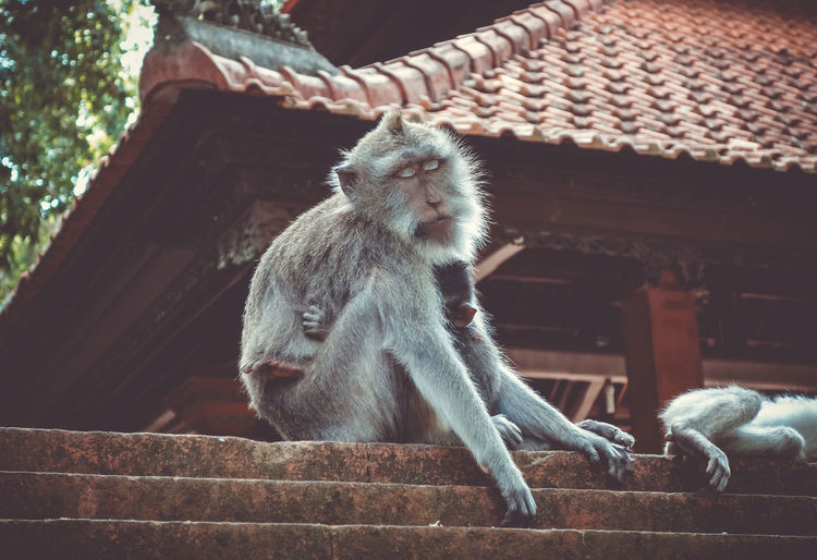 Low angle view of monkey sitting on wall