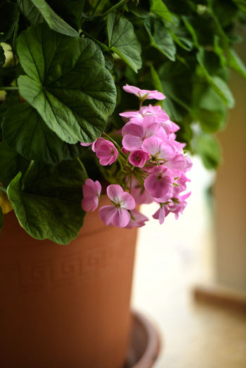 Close-up of pink flower in pot