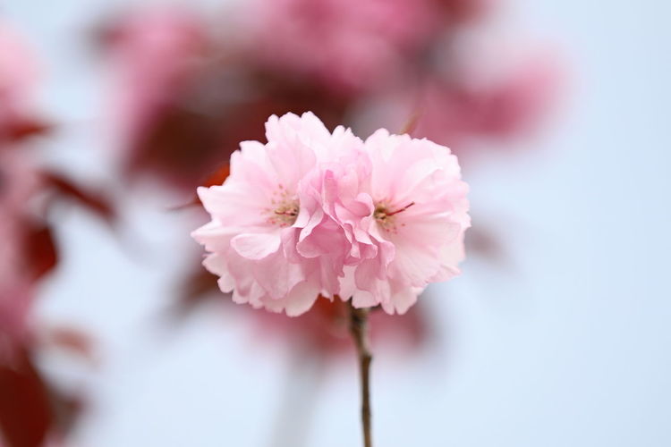 Close-up of pink cherry blossom