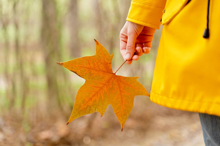 Midsection of woman holding autumn leaf