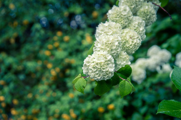 plant