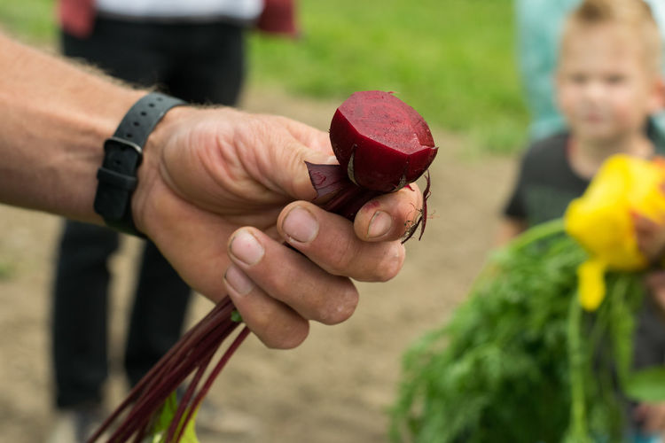 Close-up of hand holding common beet