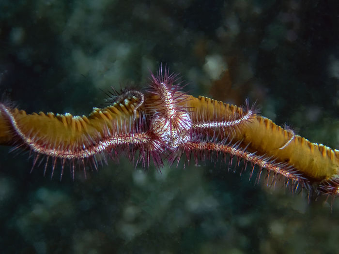 A brittle sea star-ophiuroidea sp.