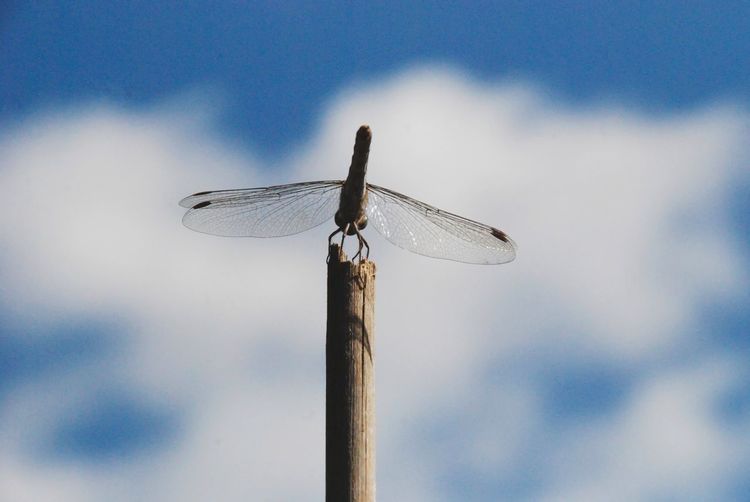 Low angle view of dragonfly on pole against sky