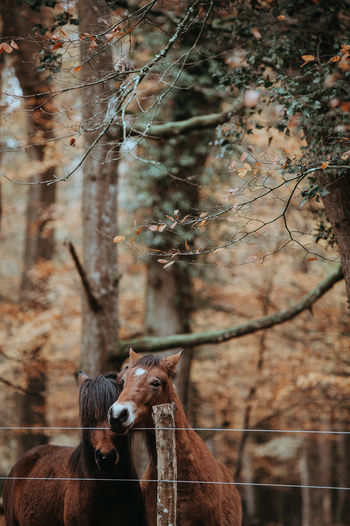 Horses against tree on field