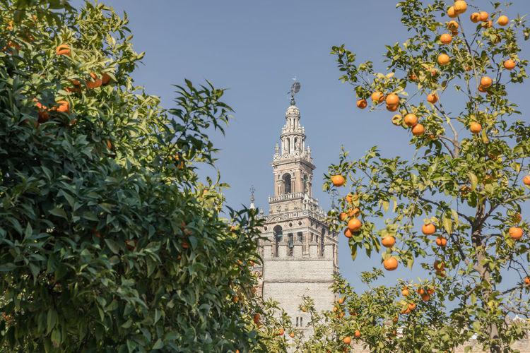 Low angle view of fruit trees against tower
