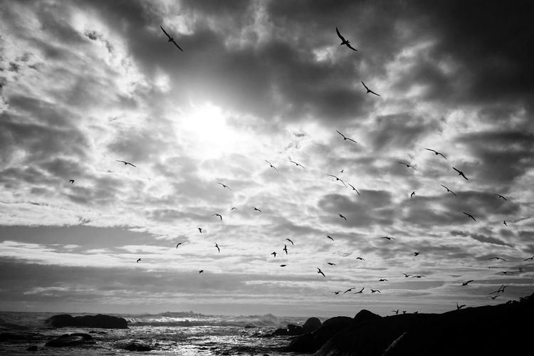 Flock of birds flying over cloudy sky