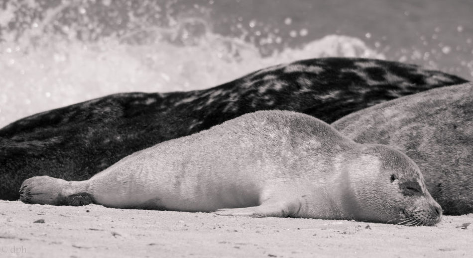Surface level of seal sleeping on beach