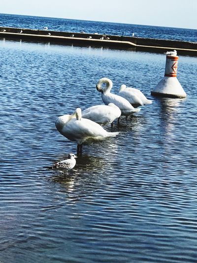 Swans swimming in lake