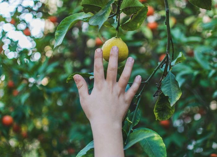 Close-up of hand touching lemon on tree