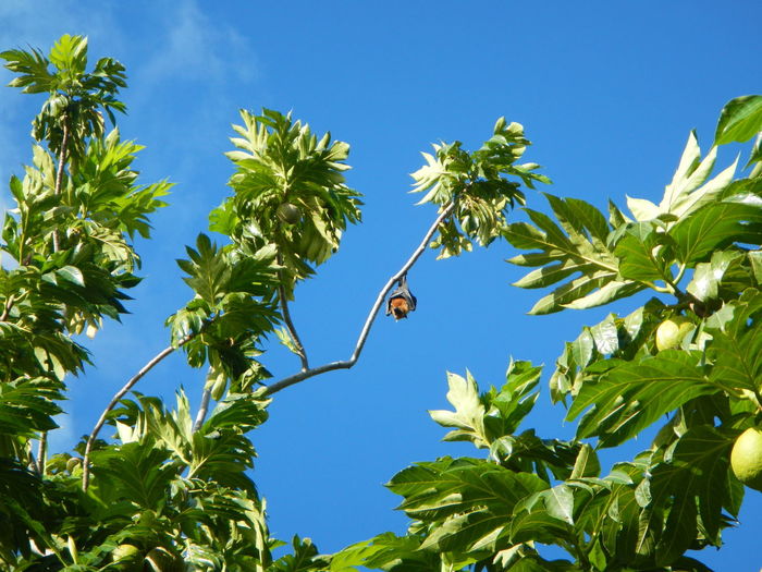 Low angle view of flying fox on branch against sky