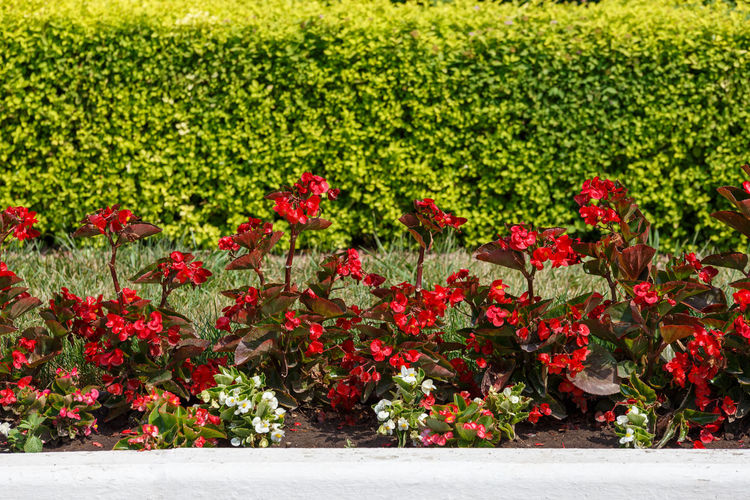 Red and white begonia line in the garden open flower bed with green hedge background