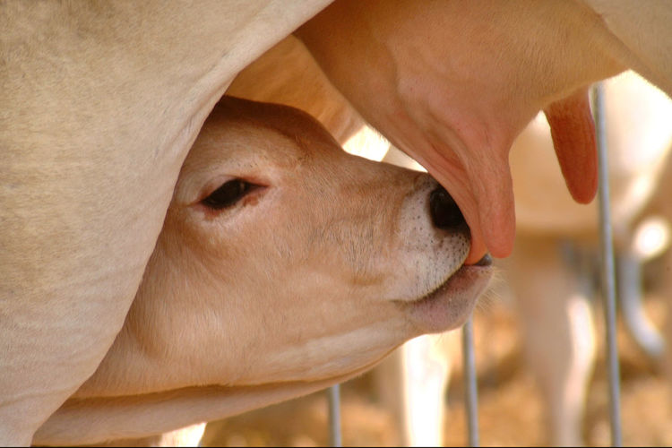 Close-up of cow feeding calf