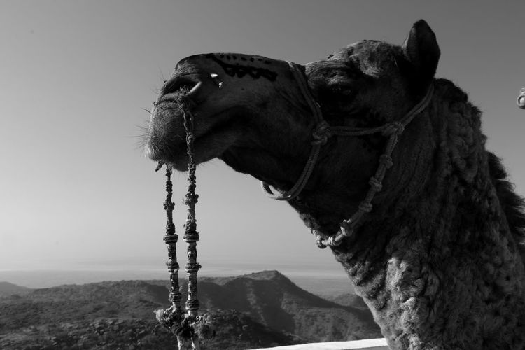 Camel looking away in mountains against sky