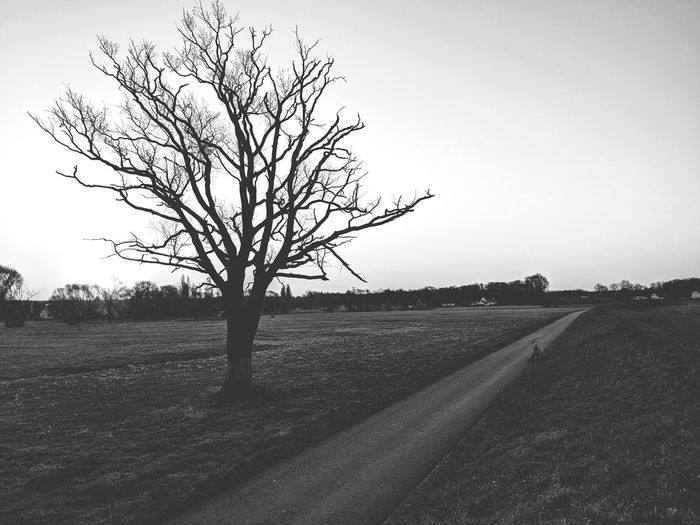 Bare tree on field against clear sky