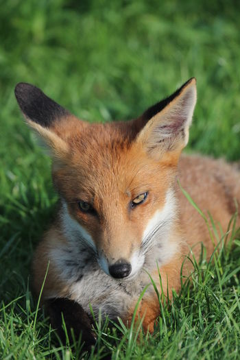 Close-up of a fox lying on grass