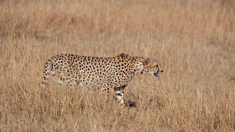 Cheetah portrait acinonyx jubatus, masai mara reserve, kenya