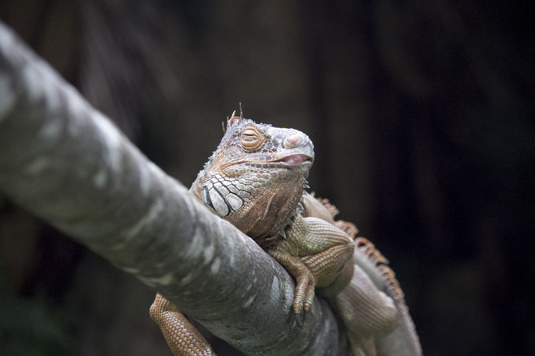 Low angle view of iguana on branch