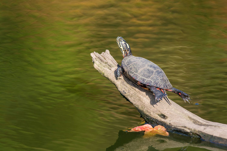 Close-up of turtle swimming in lake