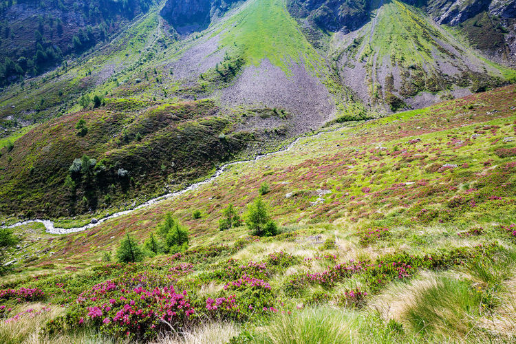 Plants growing on land
