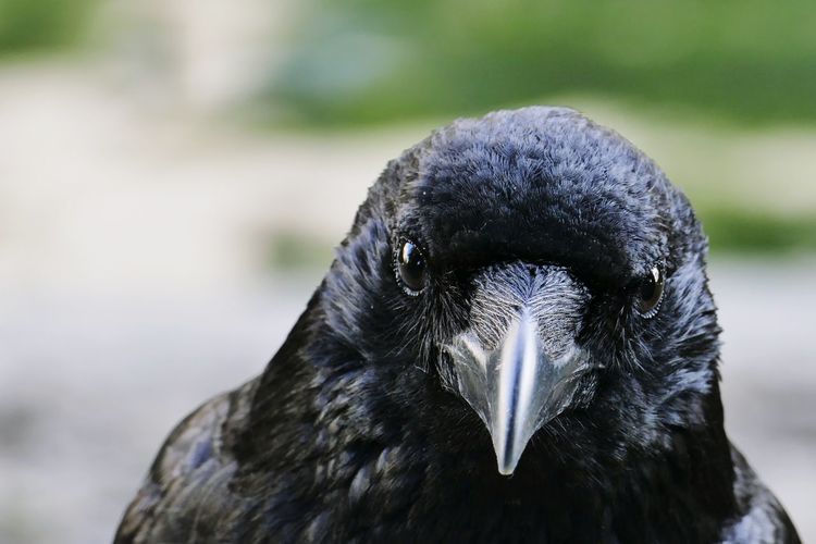 Close-up portrait of raven