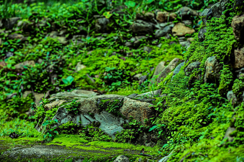 Close-up of moss growing on rocks