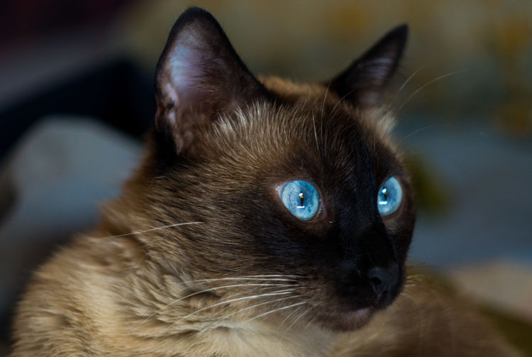 Close-up portrait of cat