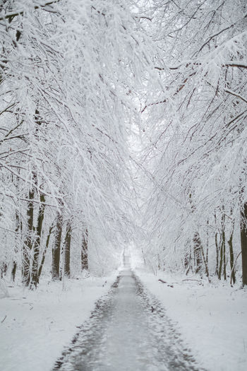 Scenic view of snow covered trees