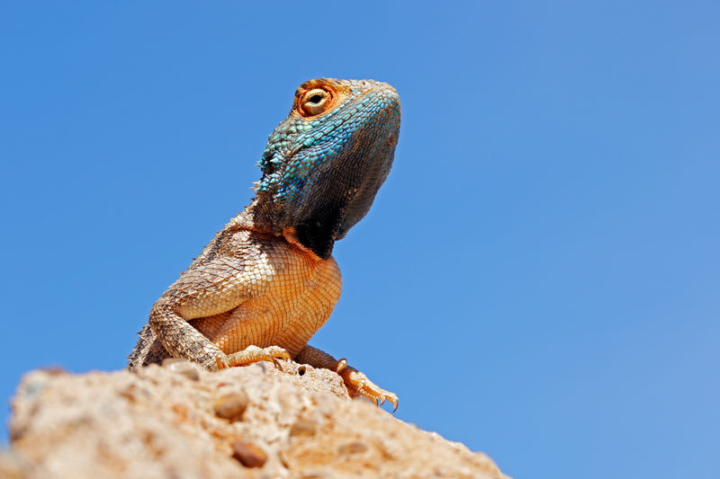 Portrait of a ground agama - agama aculeata - sitting on a rock agains a blue sky, south africa