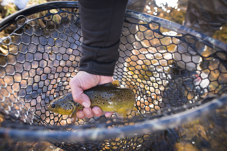 A fisherman holds a brown trout in his net.