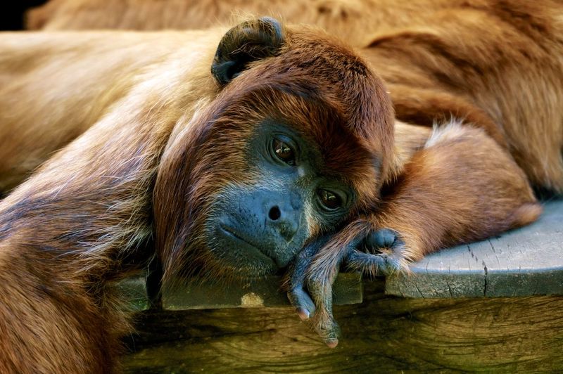 Close-up of monkey in captivity