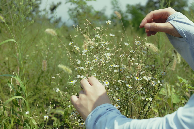 Cropped hand of woman touching plants outdoors