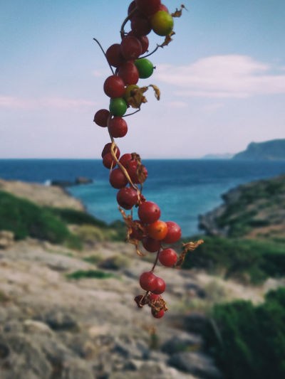 Close-up of berries growing in sea against sky