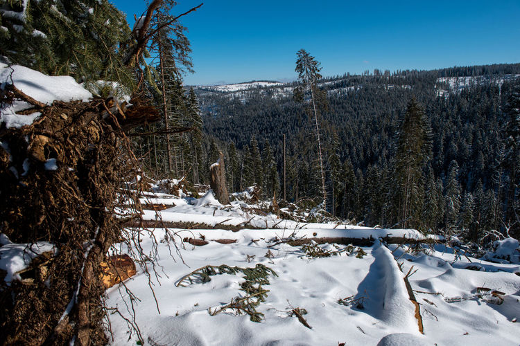 Winter pine tree forest destroyed, affected by a powerful snowstorm. natural disaster