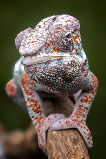 Close-up portrait of chameleon
