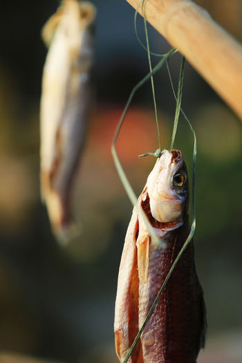 Close-up of fish hanging on wood