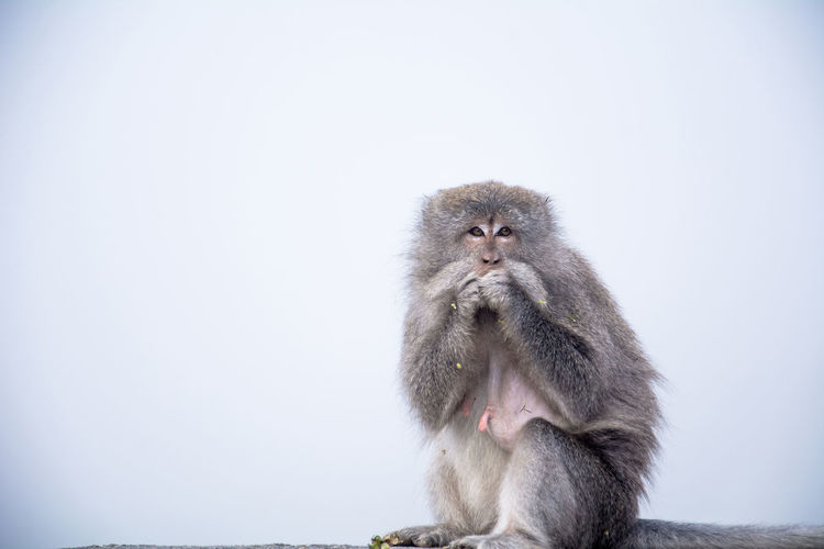 Monkey looking away