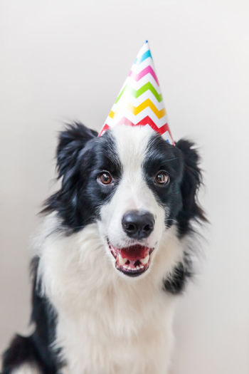 Funny cute smilling puppy dog border collie wearing birthday silly hat isolated on white background