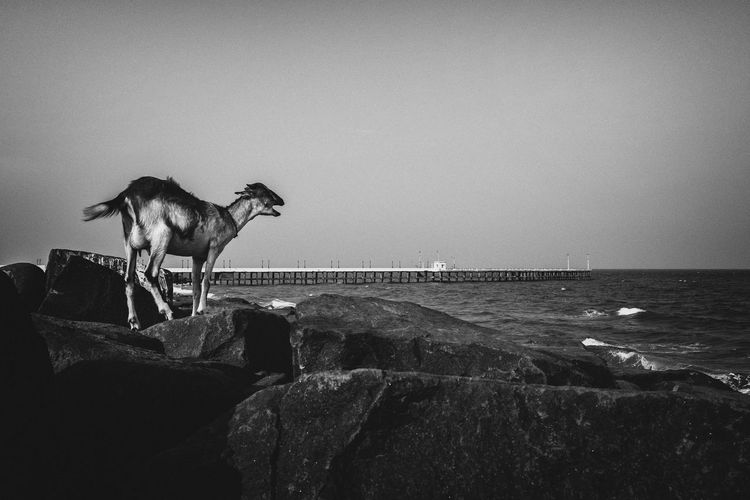 Horse standing by sea against clear sky